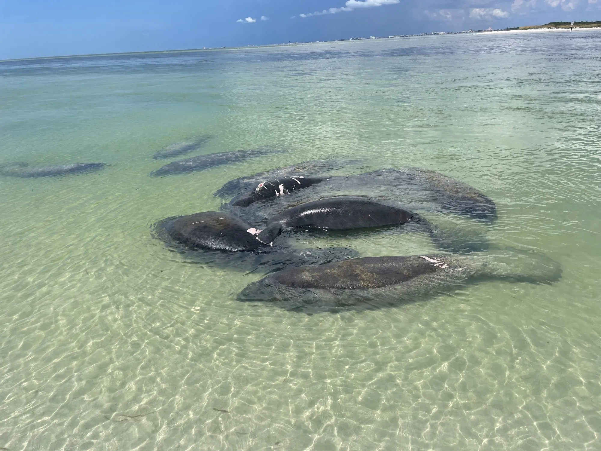 Group of manatees resting in the clear Gulf shallows off St. Pete