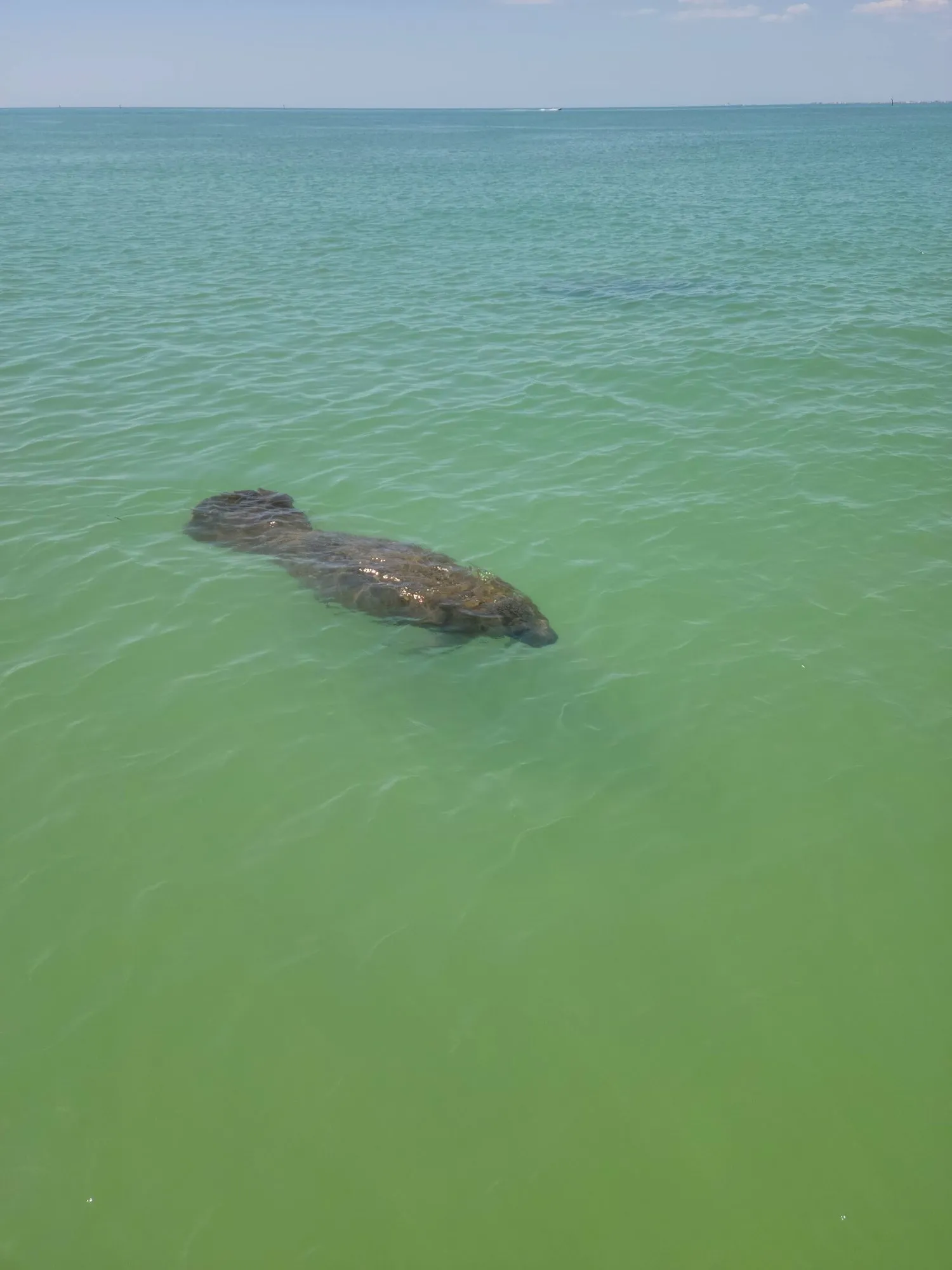 Manatee swimming just below the surface of green Gulf water