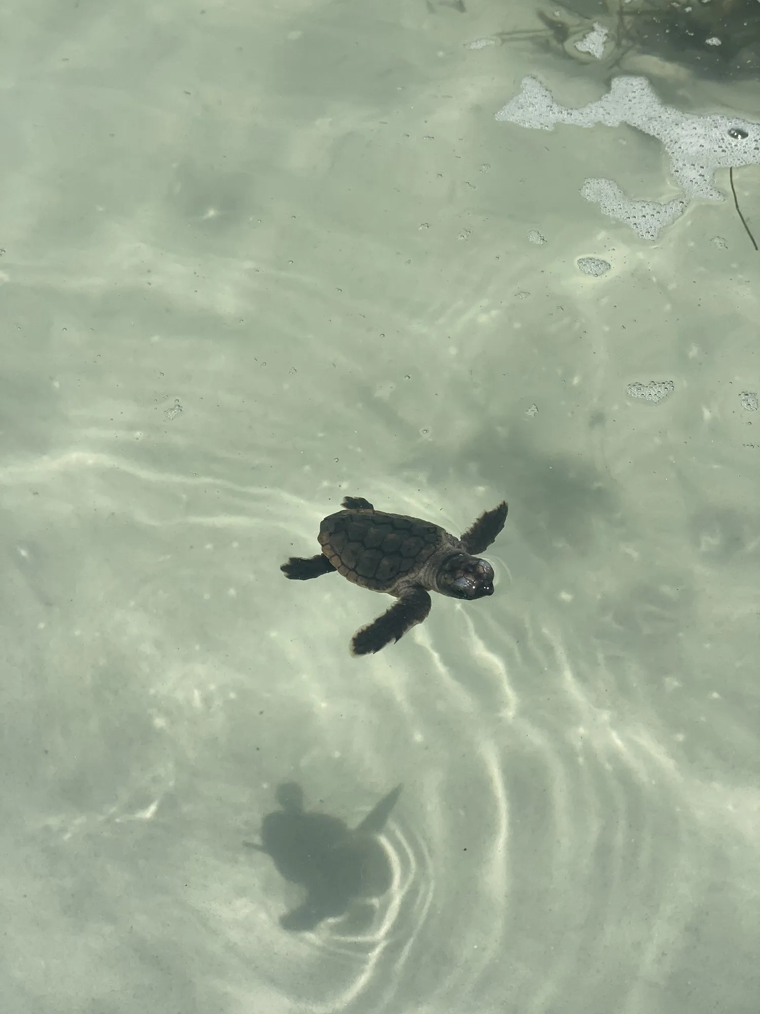 Young sea turtle swimming in the clear, shallow Gulf water off St. Pete